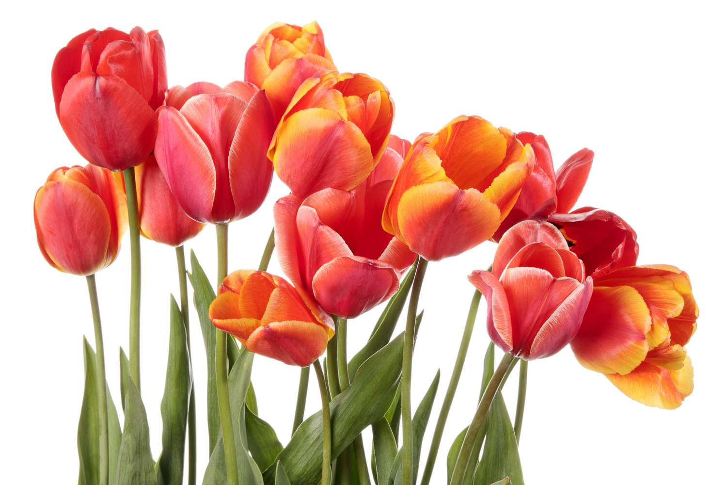Фотообои на флизелиновой основе с изображением красных тюльпанов